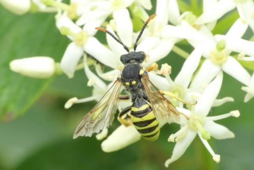 Nomada sp.